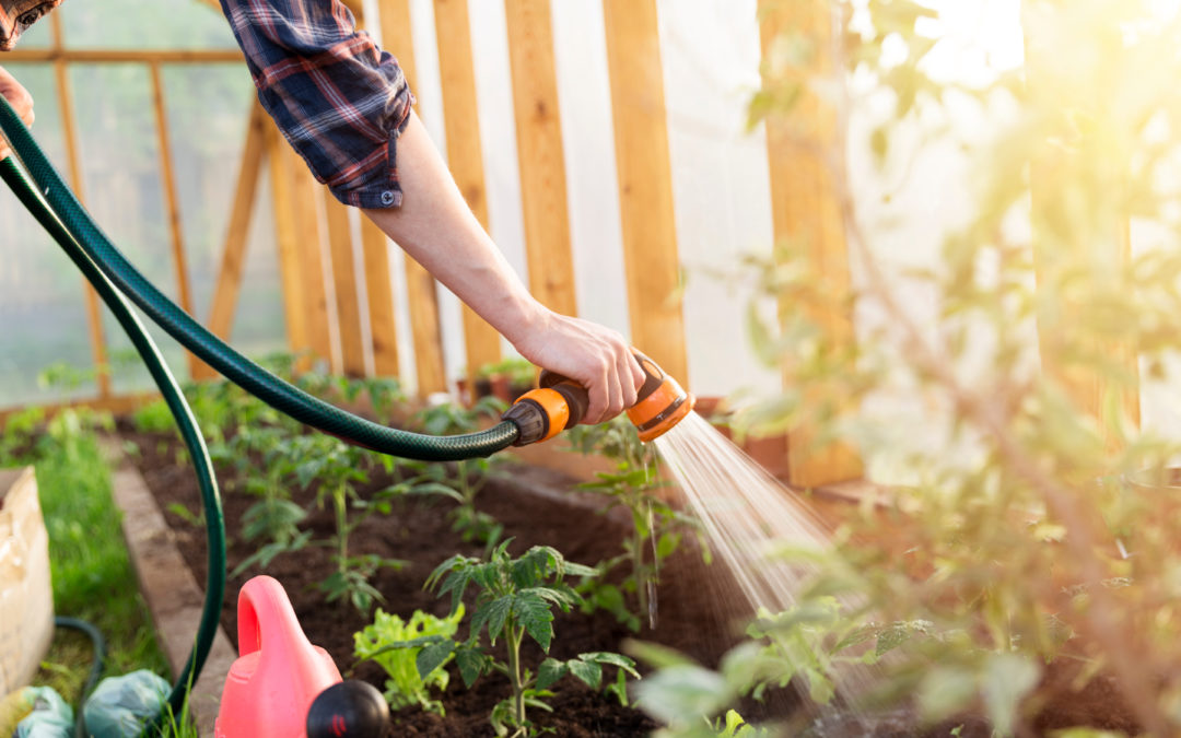 Arrosage d'un jardin ou potager avec de l'eau recyclée