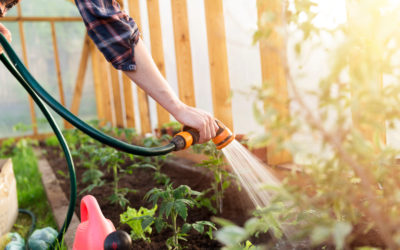 La révolution wadi : devenez votre propre fournisseur d’eau !